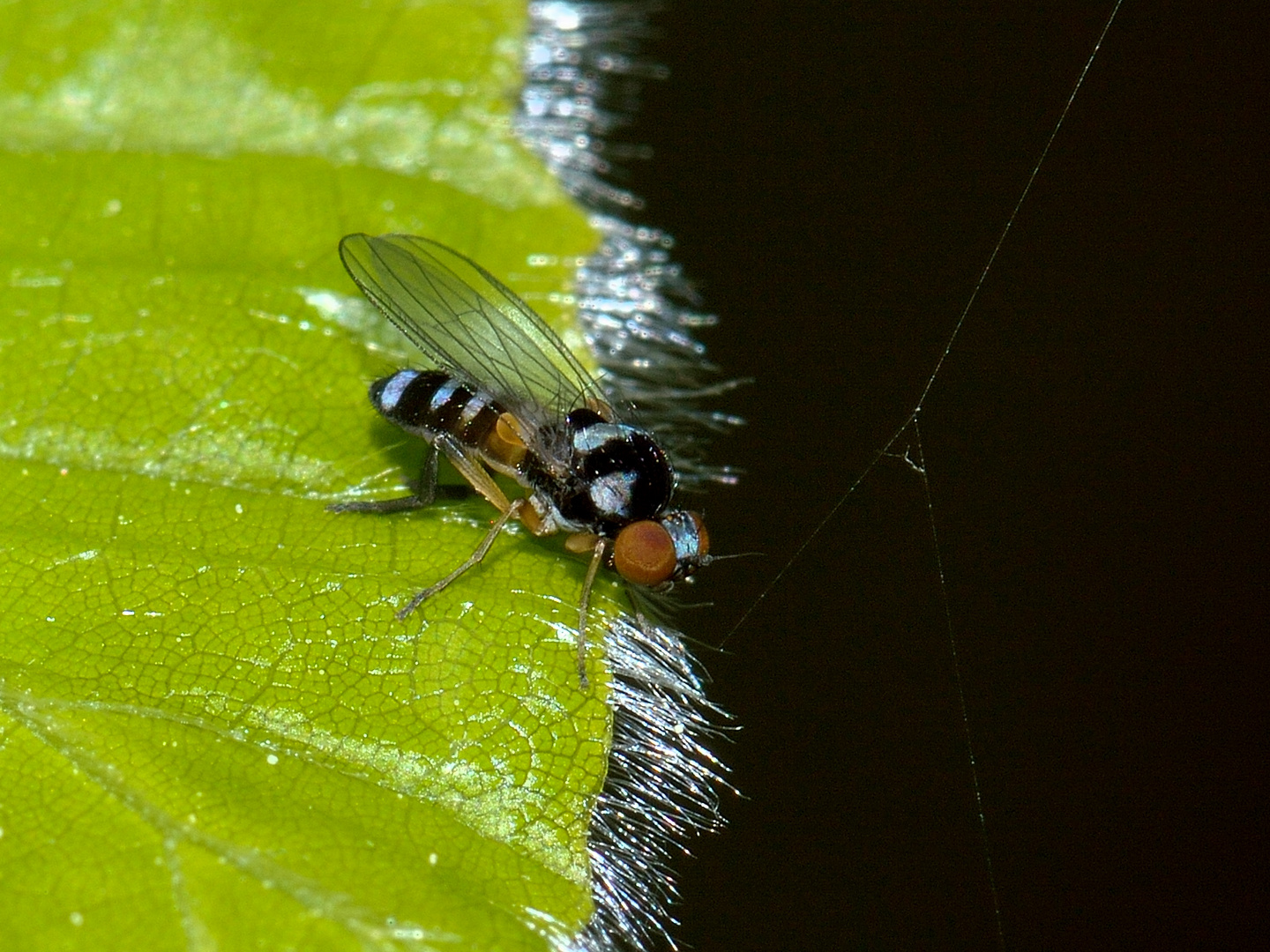 Callomyia speciosa, Tummelfliege