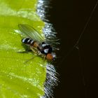 Callomyia speciosa, Tummelfliege