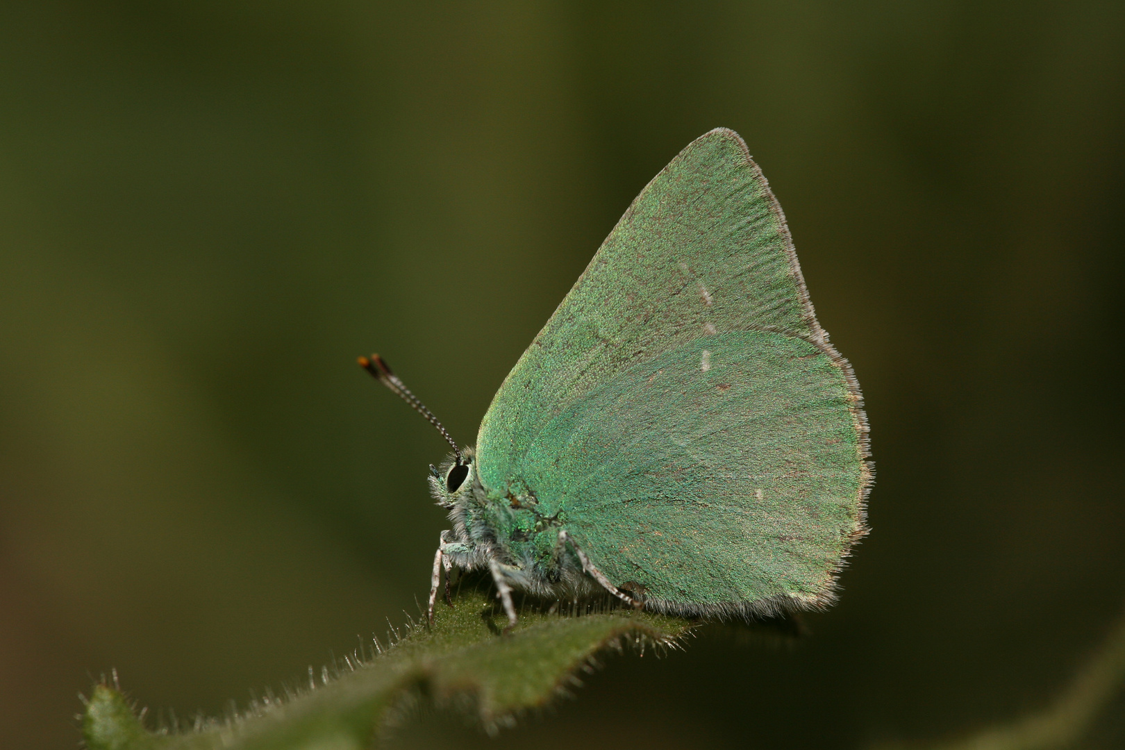 Callophrys danchenkoi , Nahcevan Hairstreak