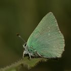 Callophrys danchenkoi , Nahcevan Hairstreak