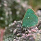 Callophrys mystaphia