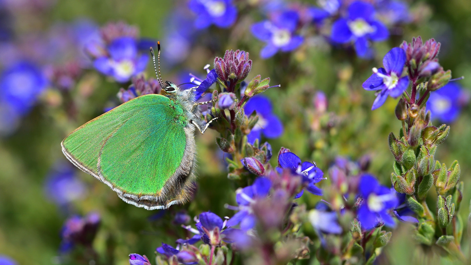 Callophrys paulaea