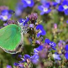 Callophrys paulaea