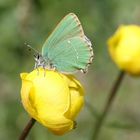 Callophrys rubi 