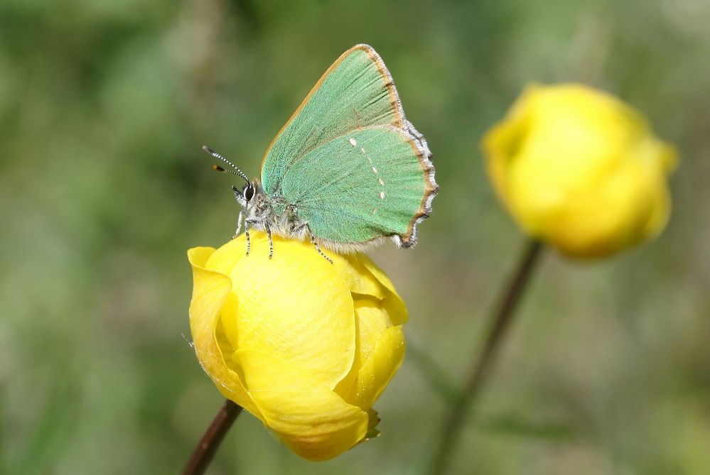 Callophrys rubi 