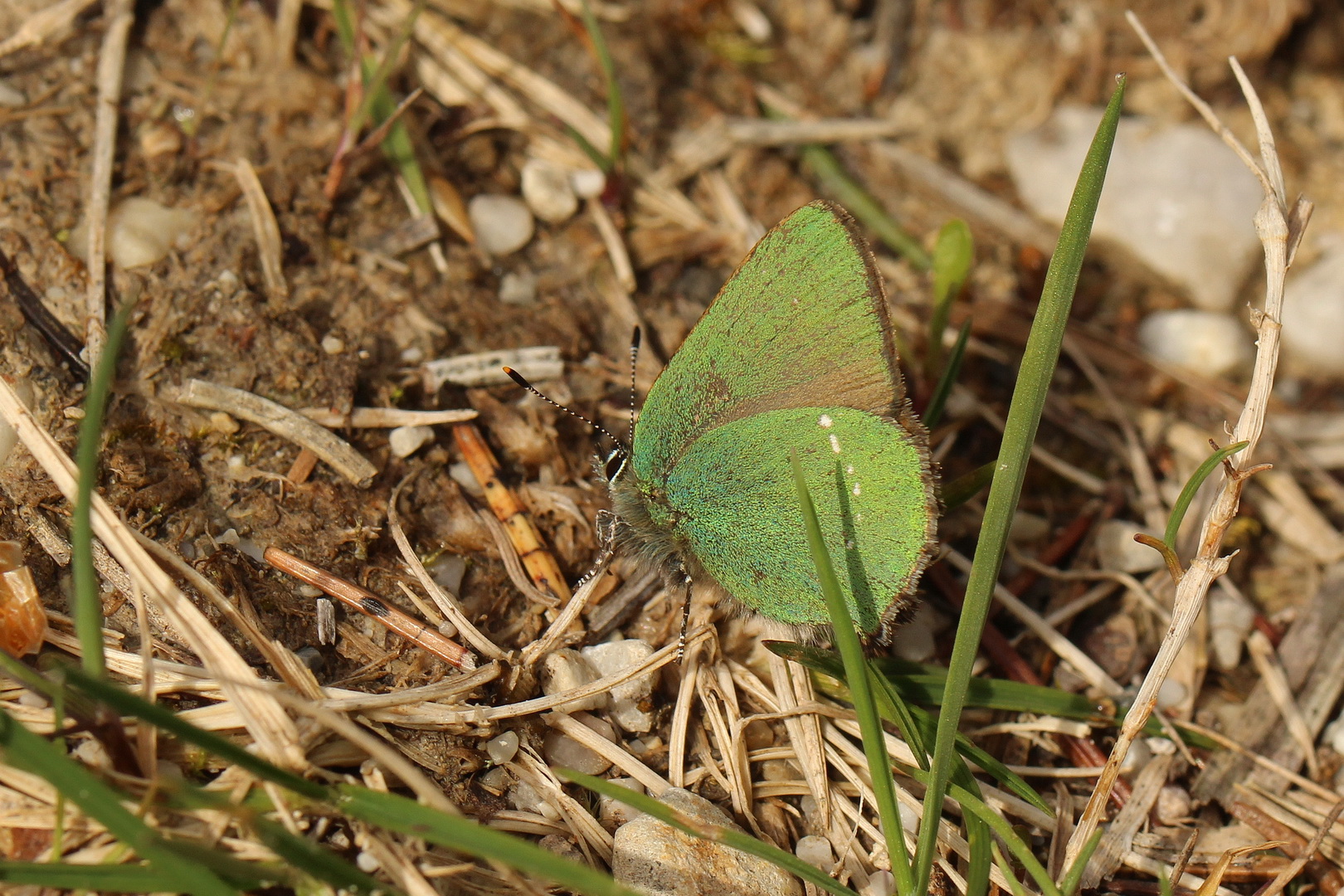 Callophrys rubi