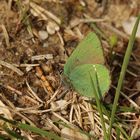 Callophrys rubi