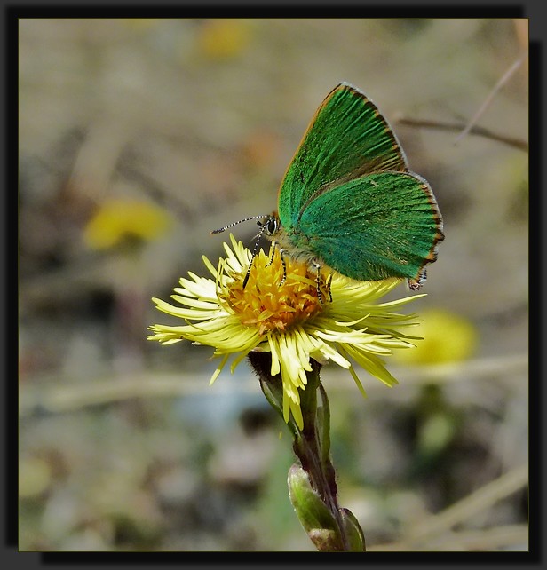 *Callophrys rubi*