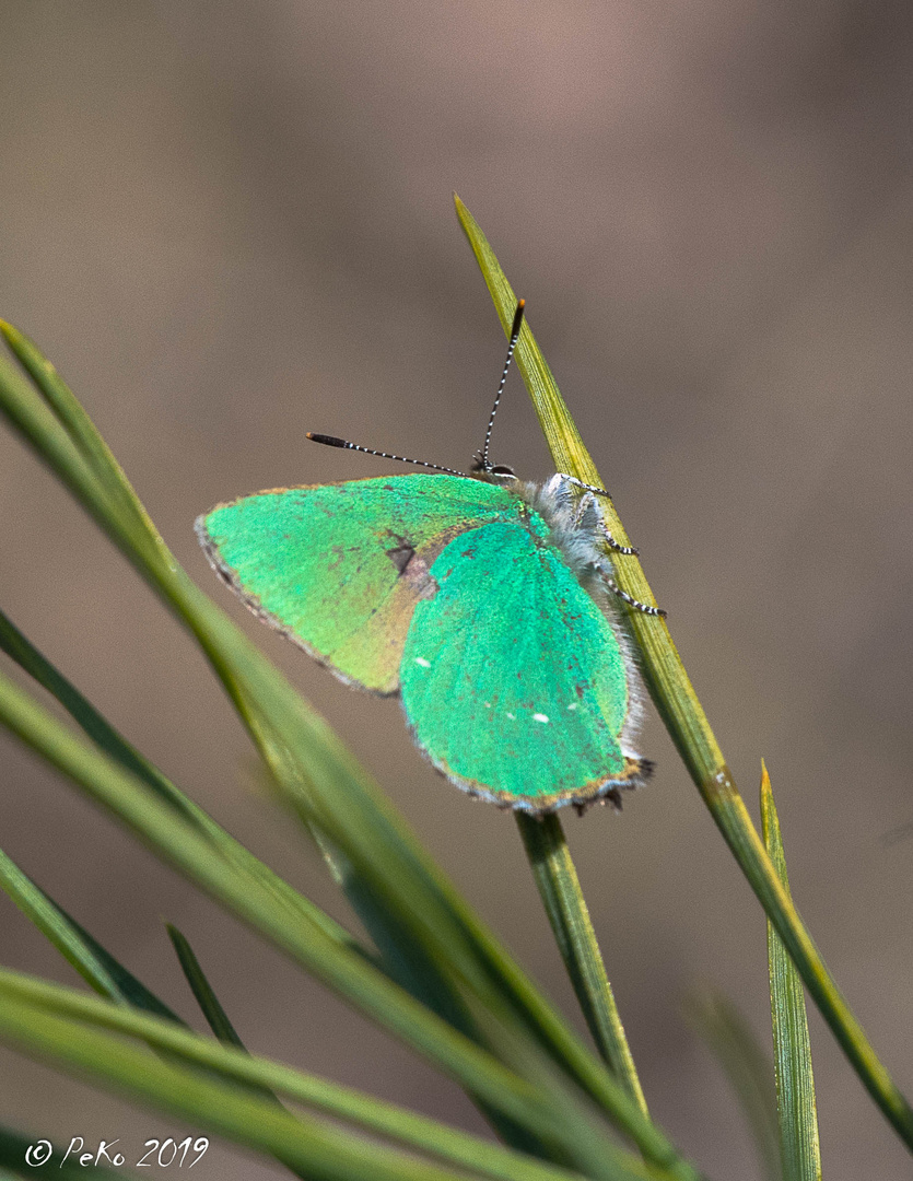 Callophrys rubi