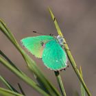 Callophrys rubi