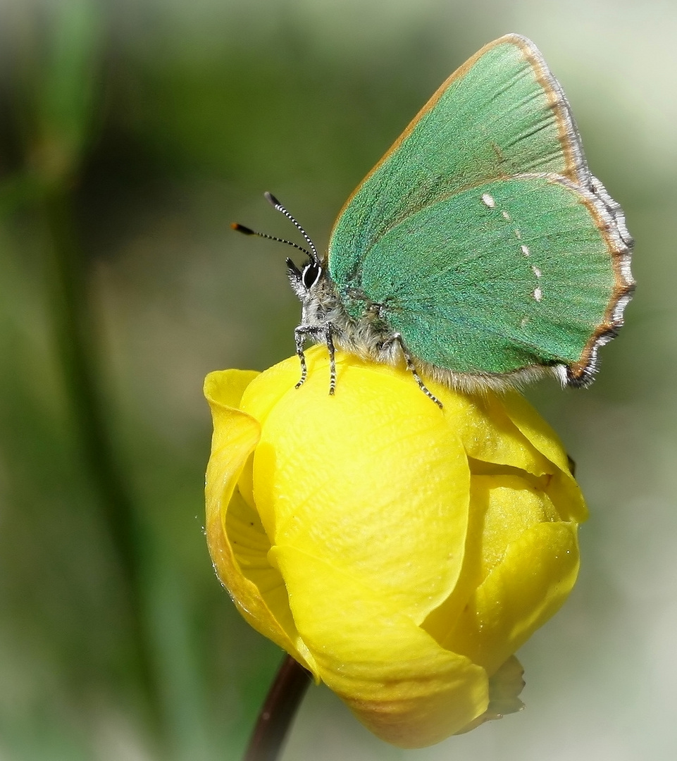 Callophrys rubi