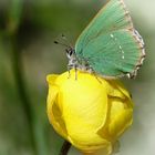 Callophrys rubi