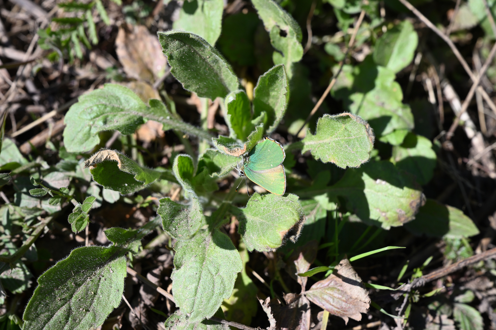 Callophrys rubi