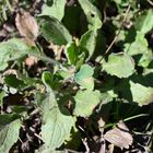 Callophrys rubi