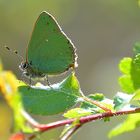 Callophrys rubi