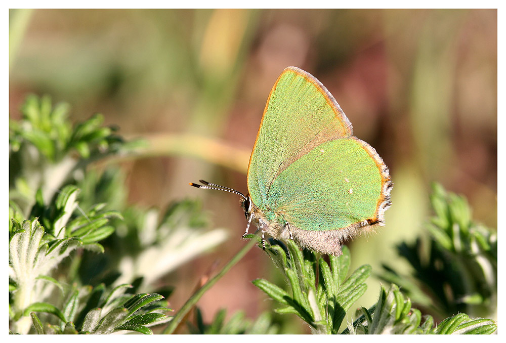 Callophrys rubi