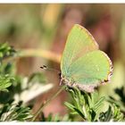 Callophrys rubi