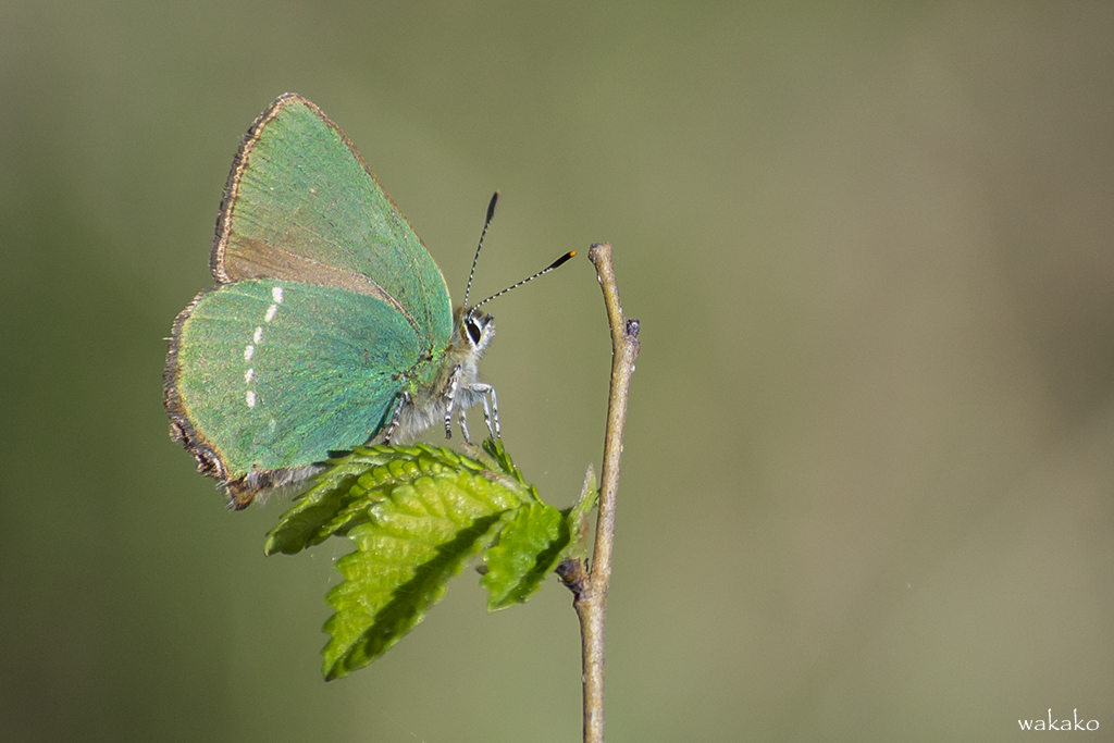 Callophrys rubi