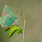 Callophrys rubi