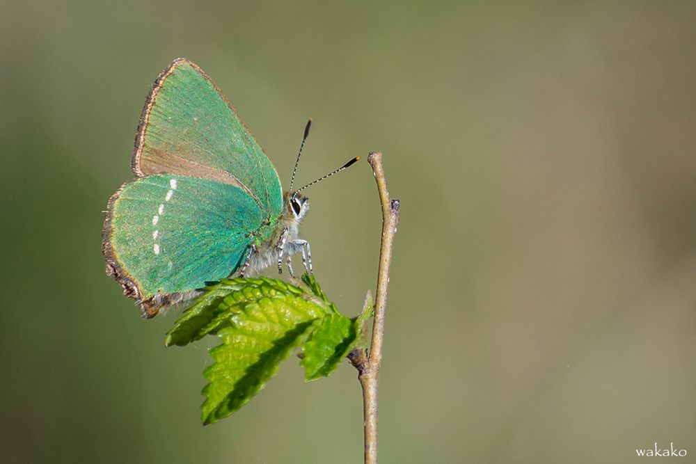 Callophrys rubi