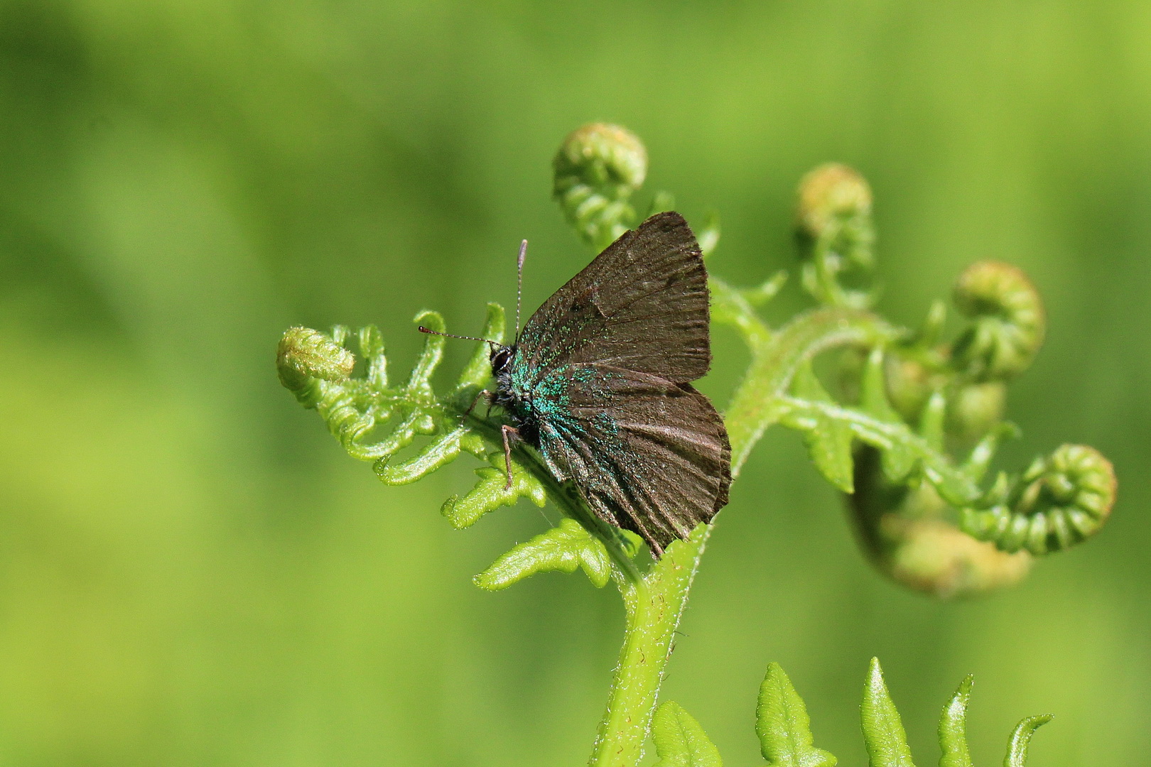 Callophrys rubi