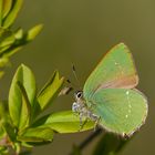 Callophrys rubi