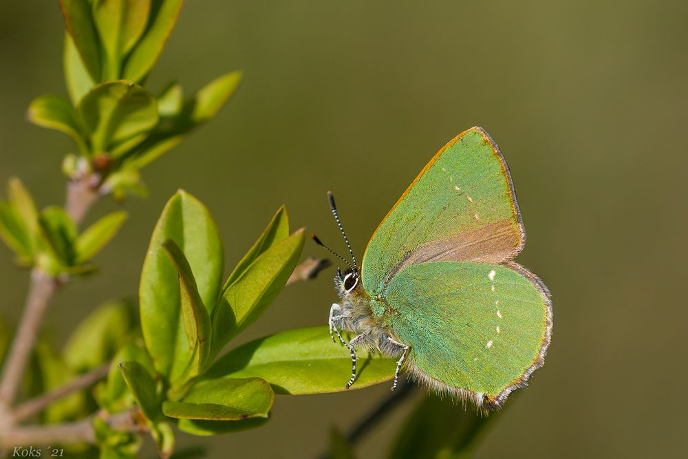 Callophrys rubi