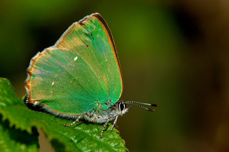 Callophrys rubi