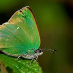 Callophrys rubi