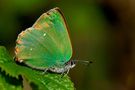 Callophrys rubi by Marco Arcari