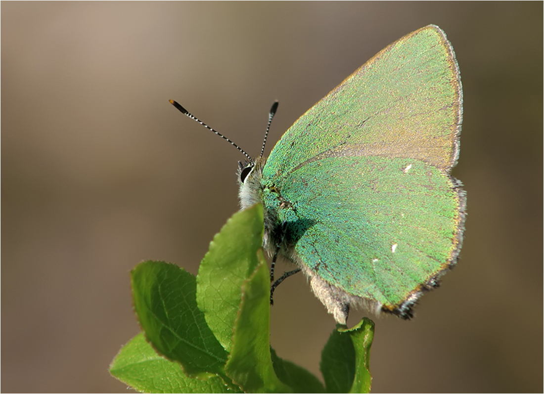  Callophrys rubi