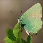  Callophrys rubi