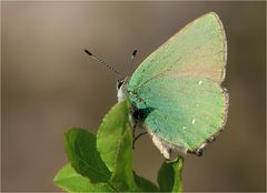  Callophrys rubi