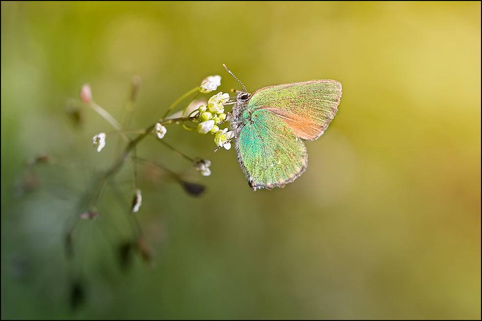 Callophrys rubi