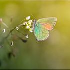 Callophrys rubi