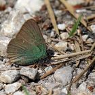 Callophrys rubi