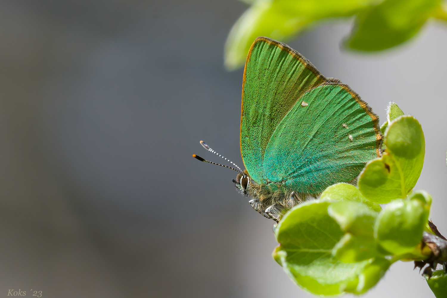 Callophrys rubi Foto & Bild tiere, wildlife, schmetterlinge Bilder