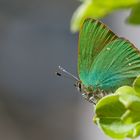 Callophrys rubi