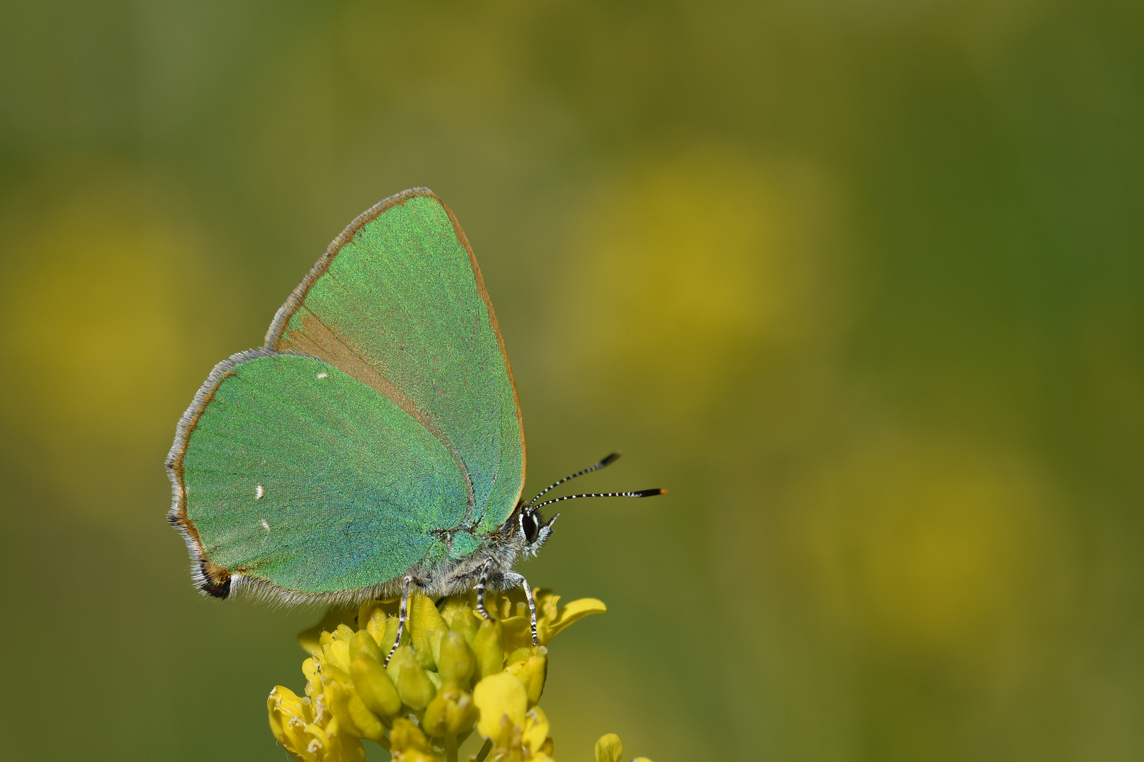 Callophrys rubi , Green Hairstreak