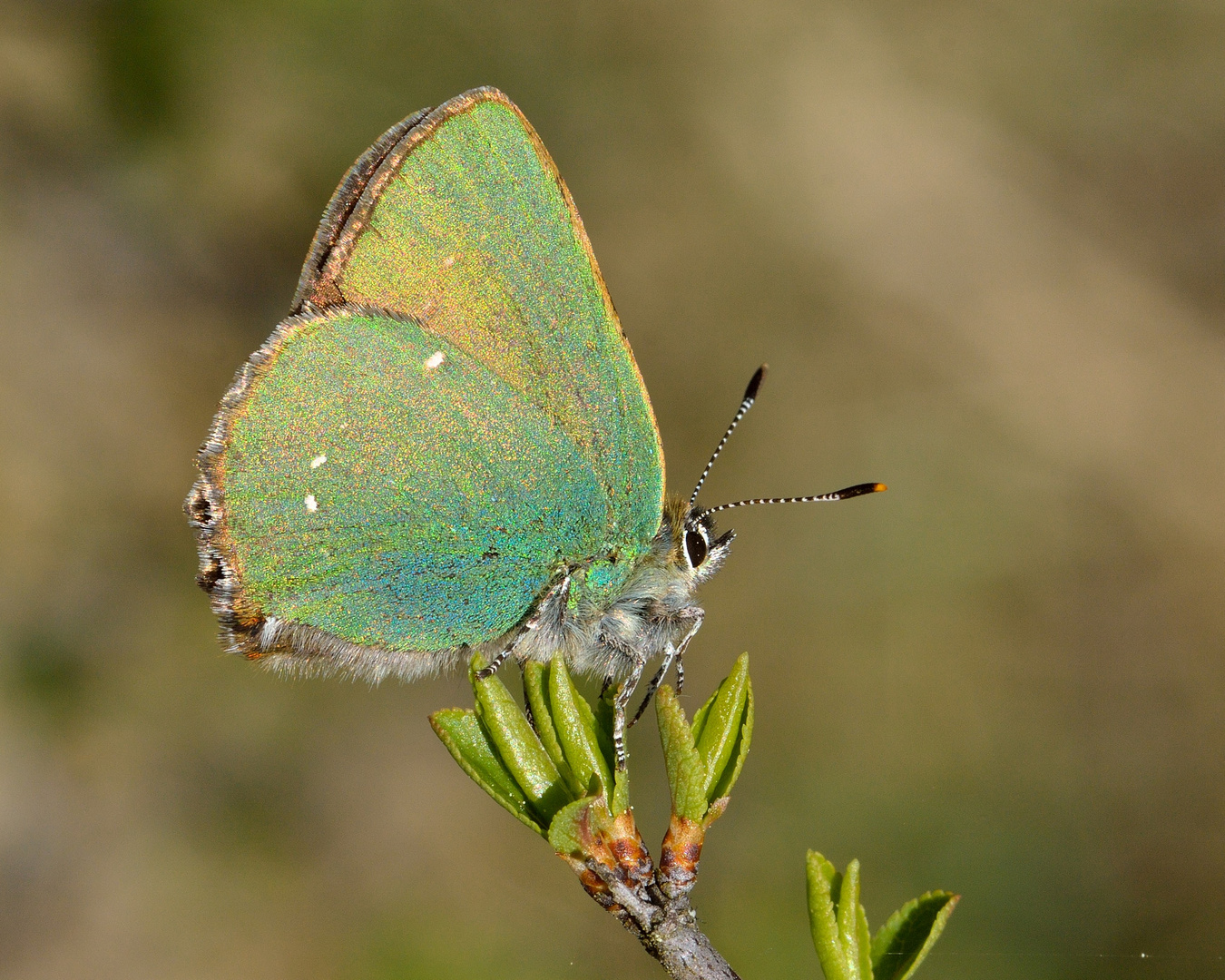 Callophrys rubi, Grüner Zipfelfalter