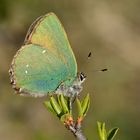 Callophrys rubi, Grüner Zipfelfalter