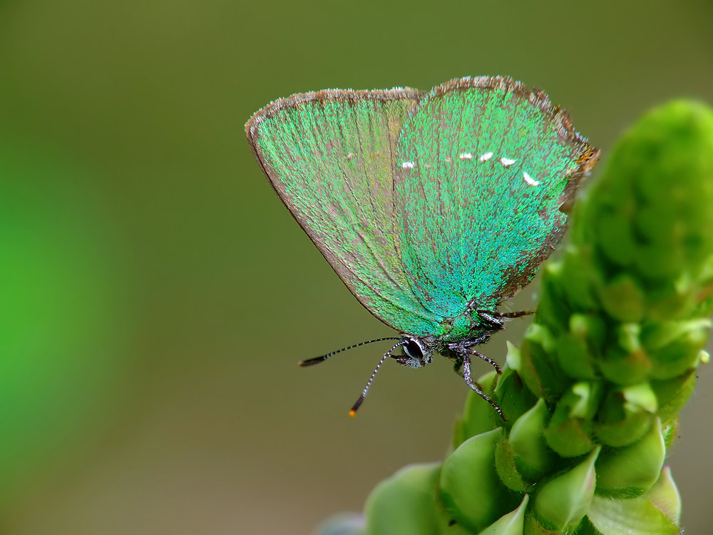 Callophrys rubi - Schmuck für die Mädels, Grüner Goldglanz für den Skywalker :)