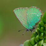 Callophrys rubi - Schmuck für die Mädels, Grüner Goldglanz für den Skywalker :)