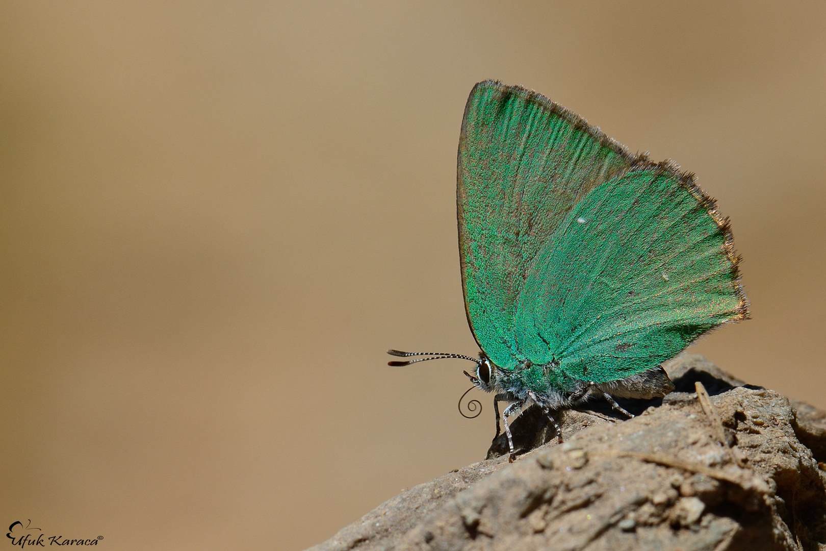 Callophyrs herculeana , Large hairstreak