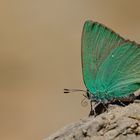 Callophyrs herculeana , Large hairstreak