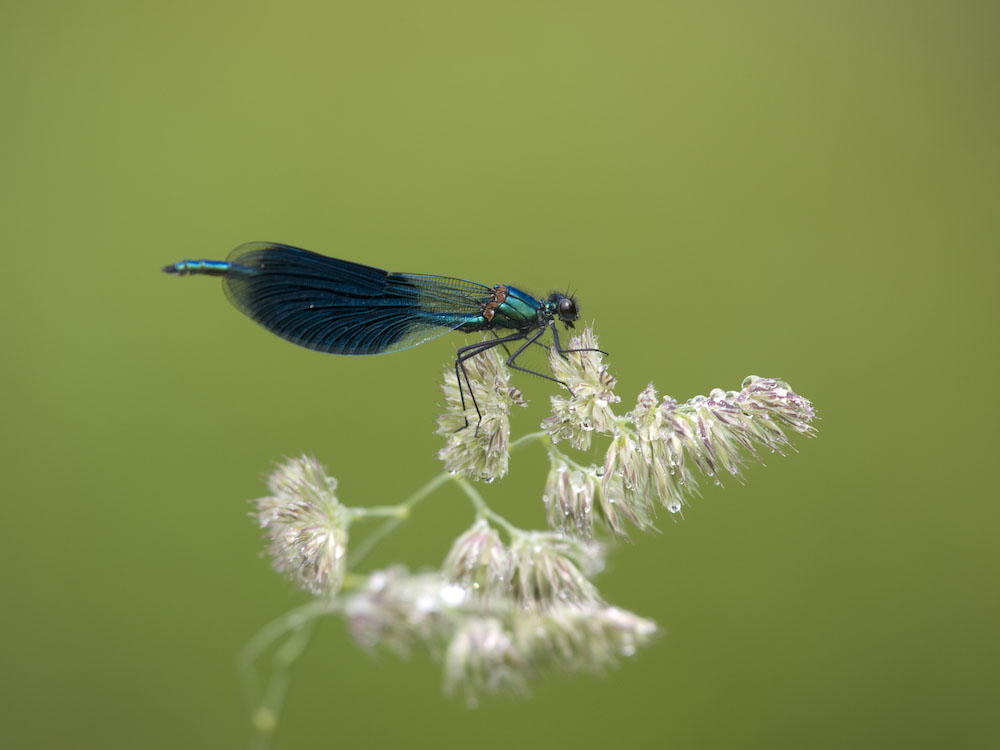 Callopteryx après la pluie sur une graminée