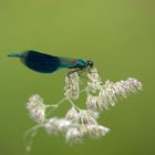 Callopteryx après la pluie sur une graminée