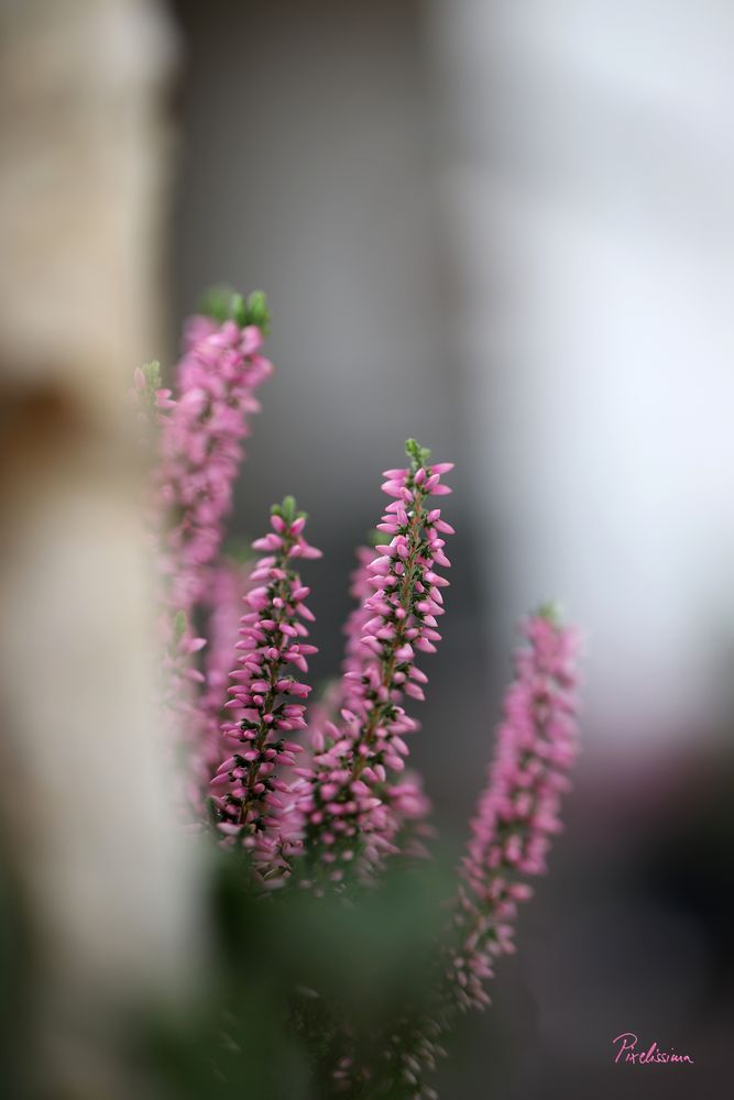 Calluna Foto & Bild spezial, natur, herbst Bilder auf