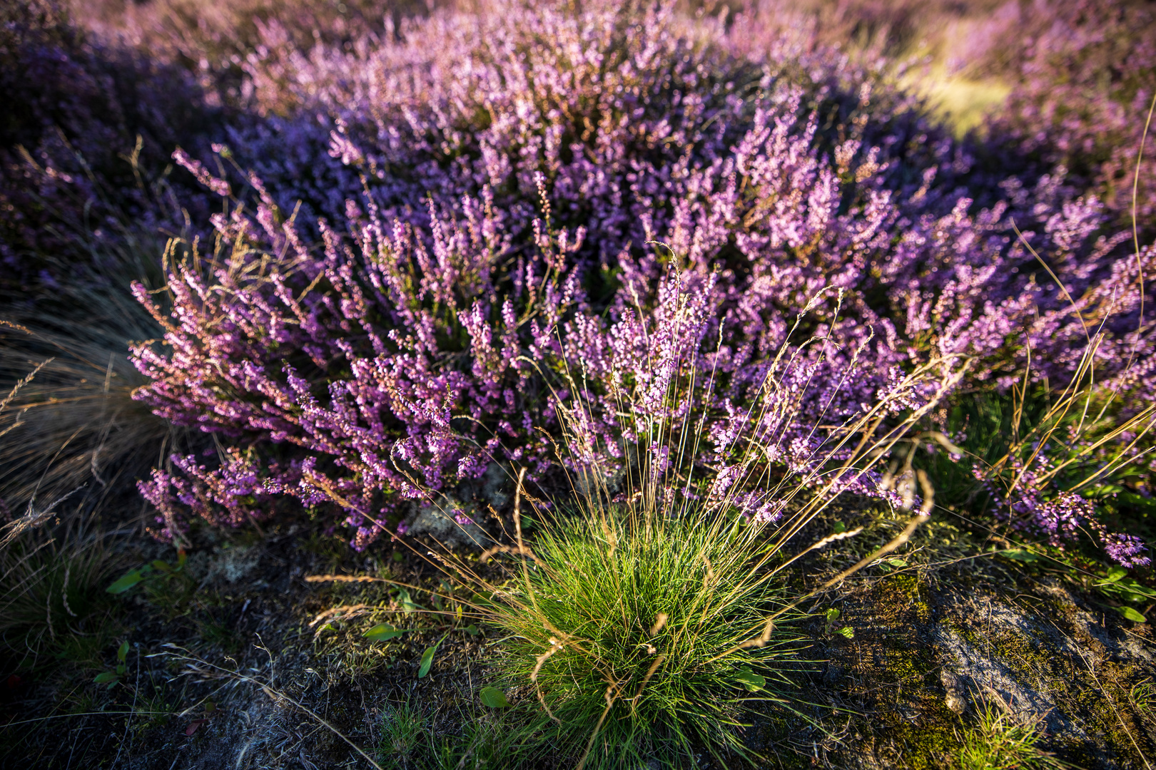 Calluna 