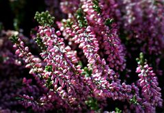 Calluna